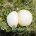 野生黄蘑菇