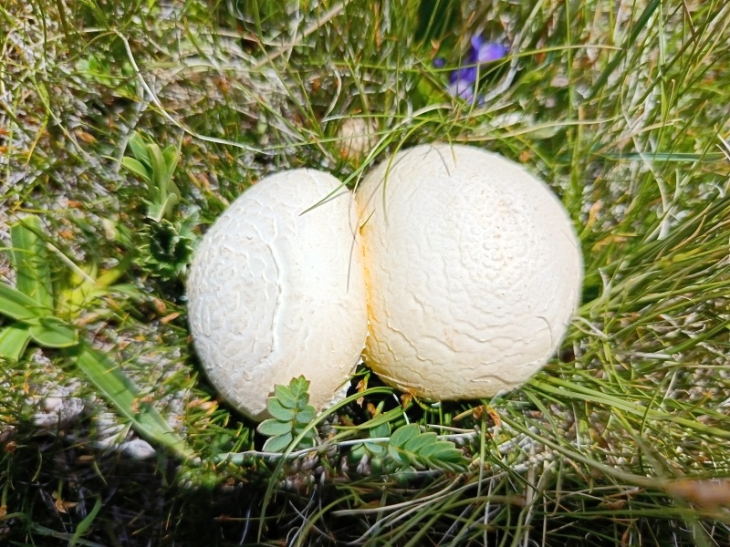 野生黄蘑菇