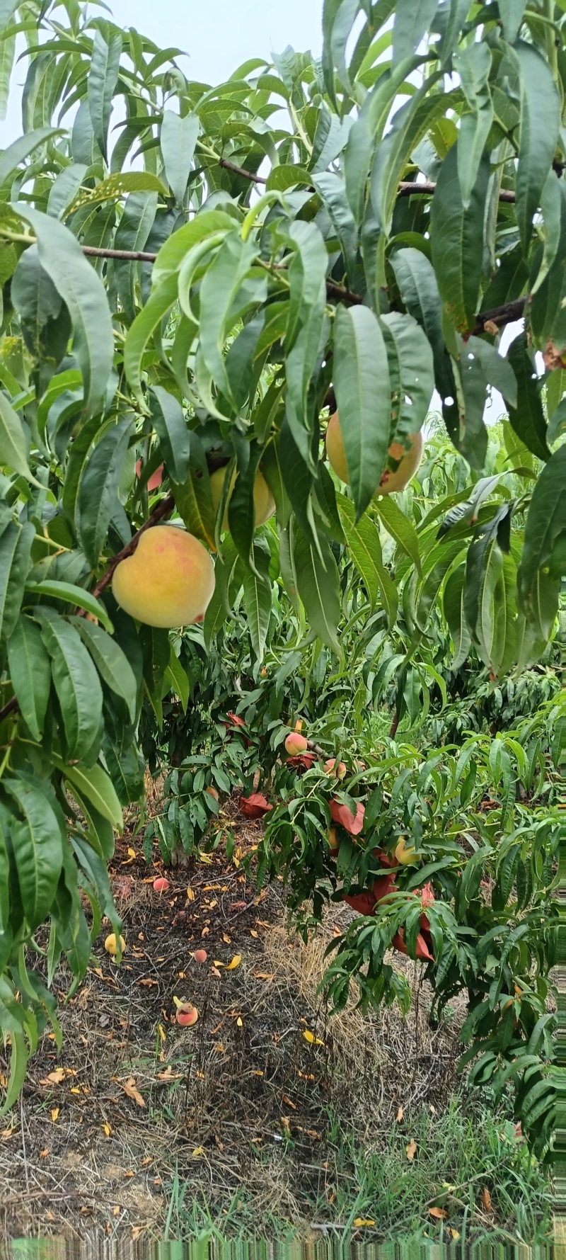 春雨黄桃