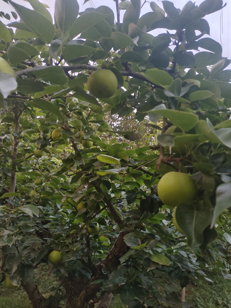 砀山酥翠一号大量上市中，质量好囗感甜，货源充足保质保量
