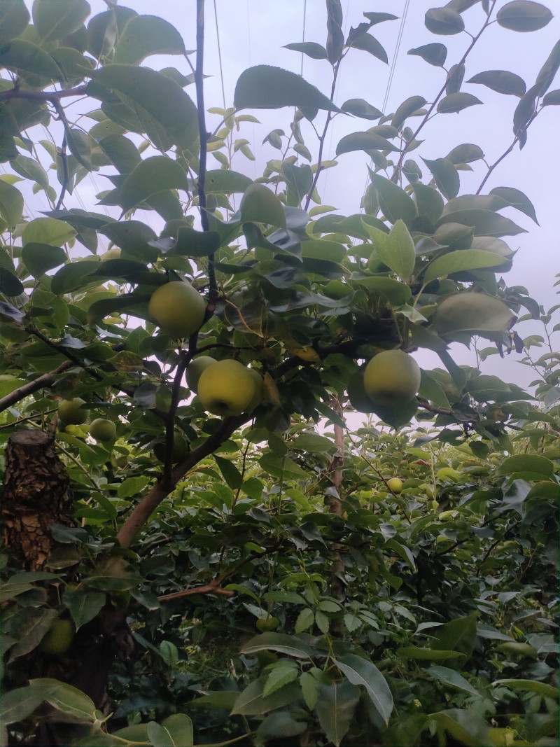 砀山酥翠一号大量上市中，质量好囗感甜，货源充足保质保量