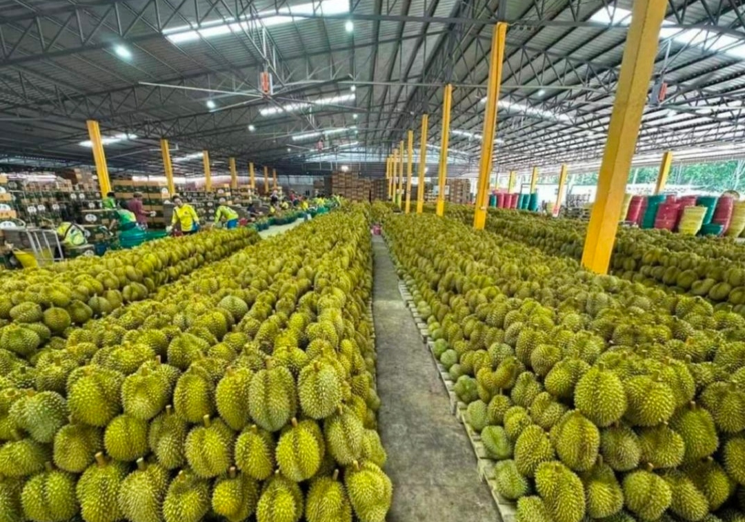 刚采摘下来的猫山王榴莲堆放在兔子山果园中的木箱里