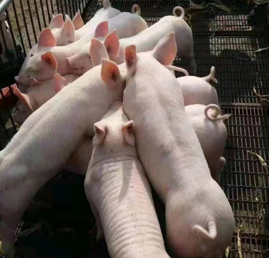 长白猪群体在现代化养殖场中