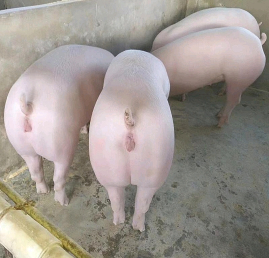 智能化猪舍内部监控系统,展示实时数据监测与自动调控设备 智能化猪舍内部监控系统