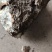 茯苓