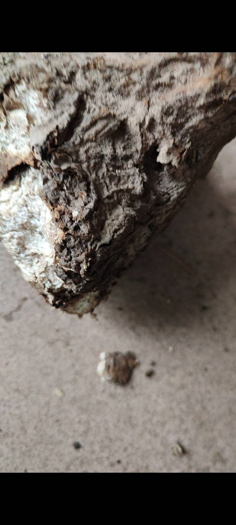 茯苓