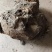 茯苓
