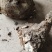 茯苓