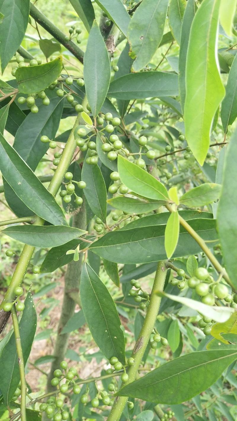 山胡椒果