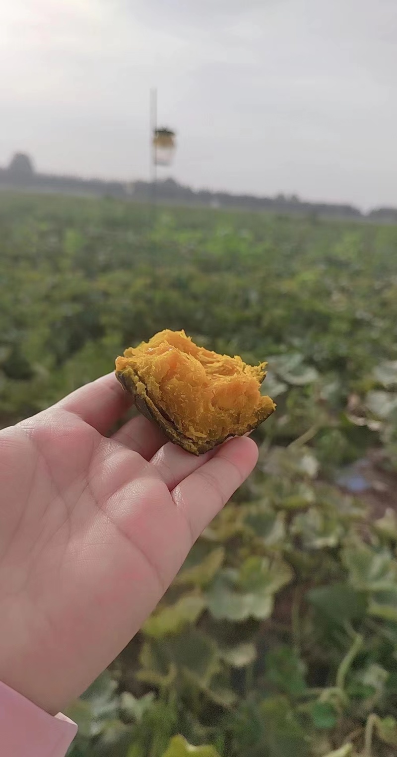 富硒一号贝贝南瓜新鲜采摘，当天订当天摘
