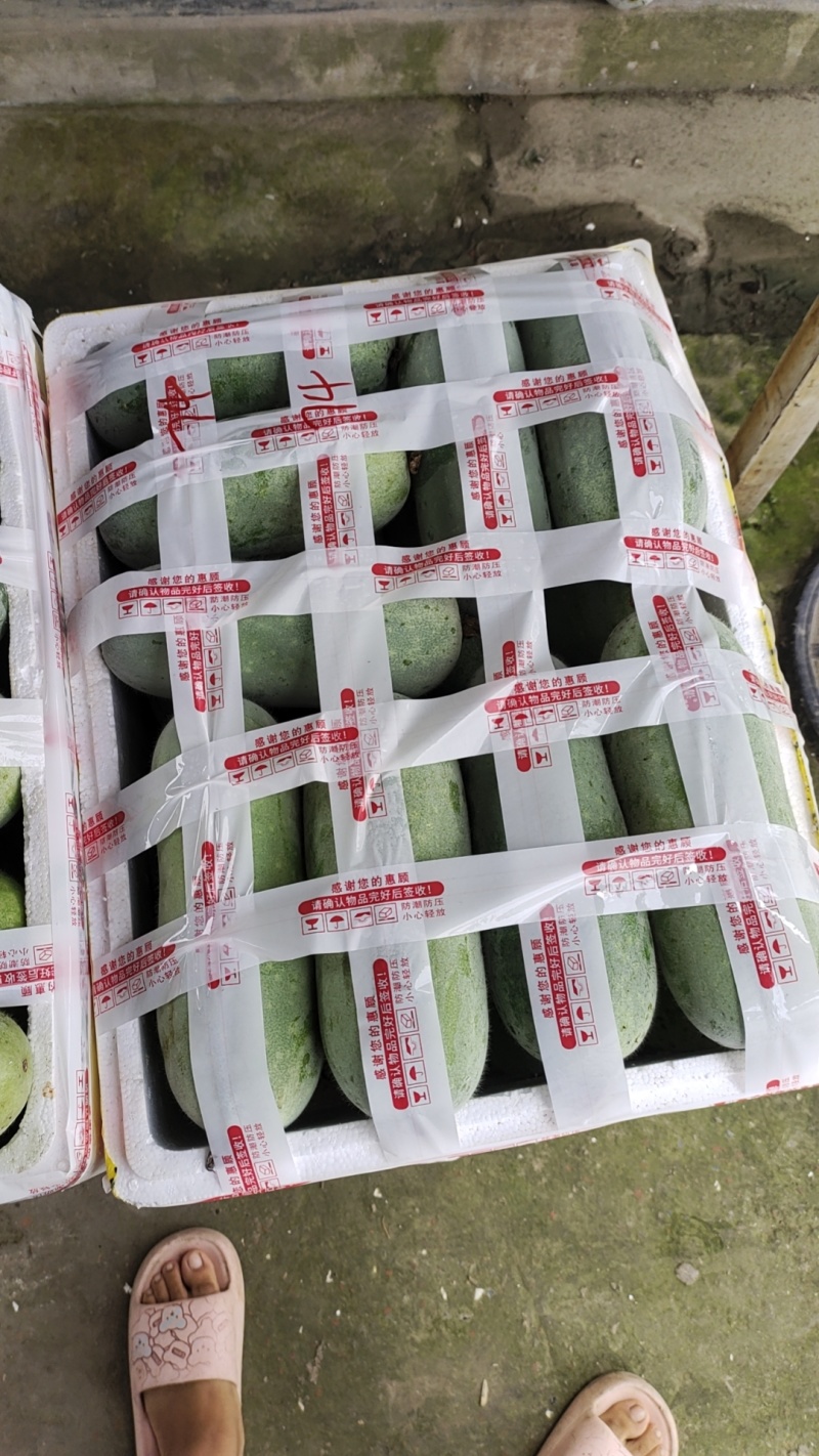 迷你小冬瓜