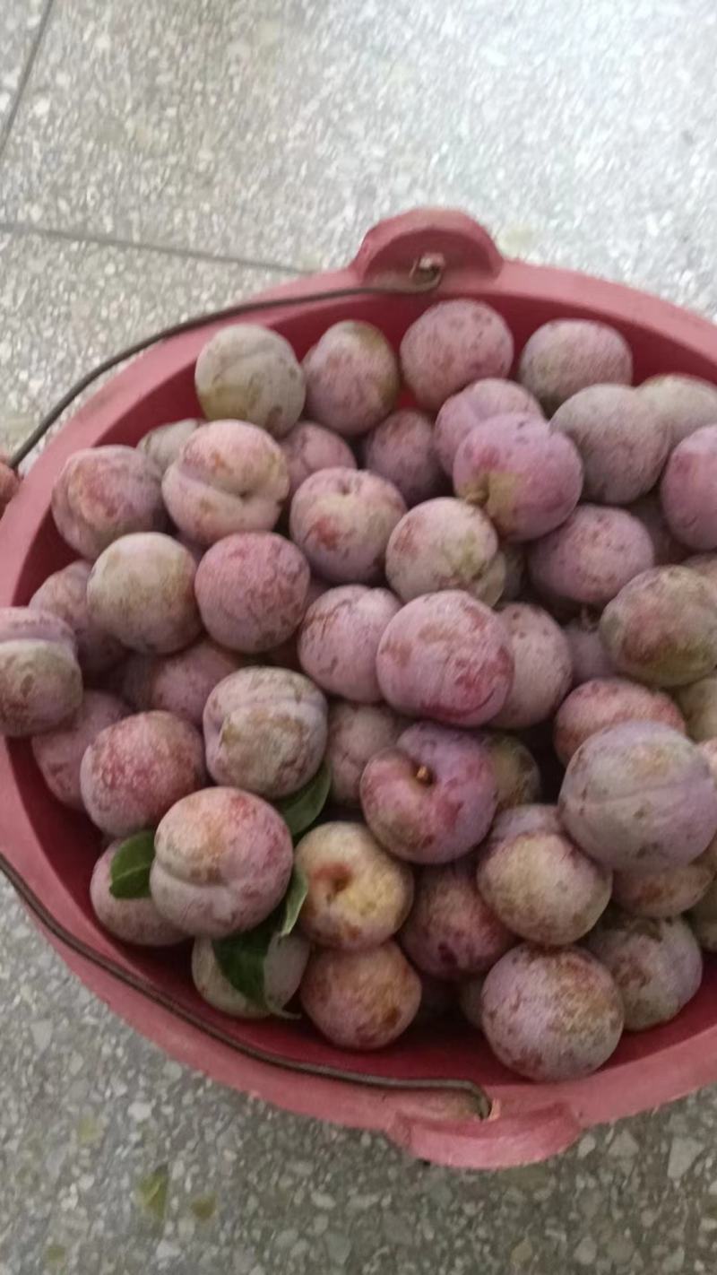 三华李
