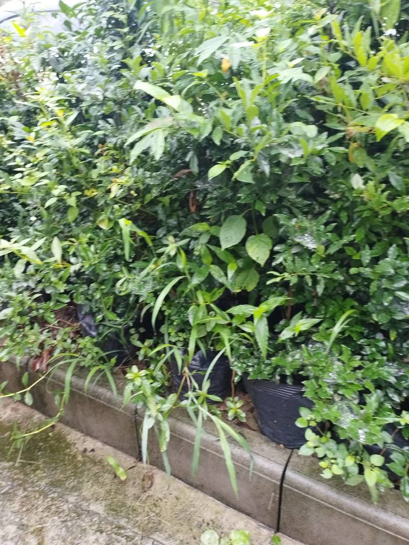 金弹子盆景