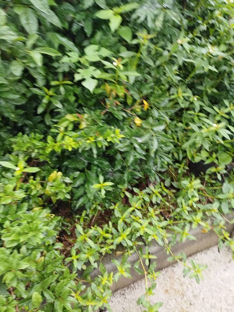 金弹子盆景