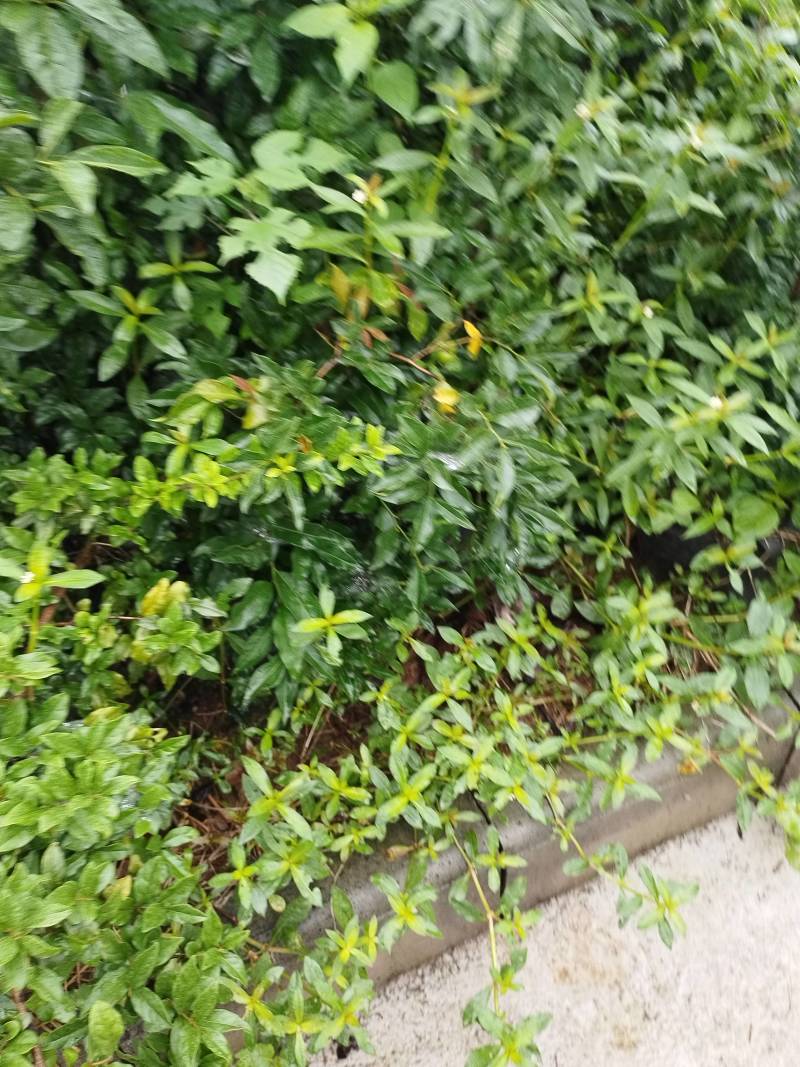 金弹子盆景