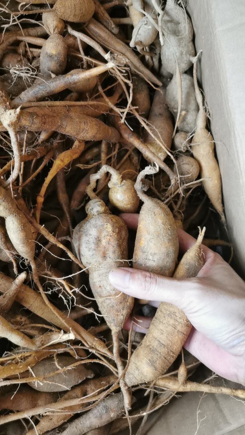 野生小叶甘草牛大力圆牛多多