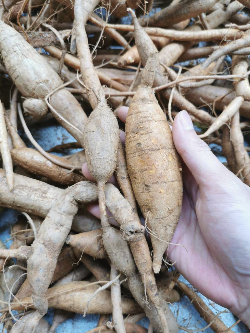 野生小叶甘草牛大力圆牛多多
