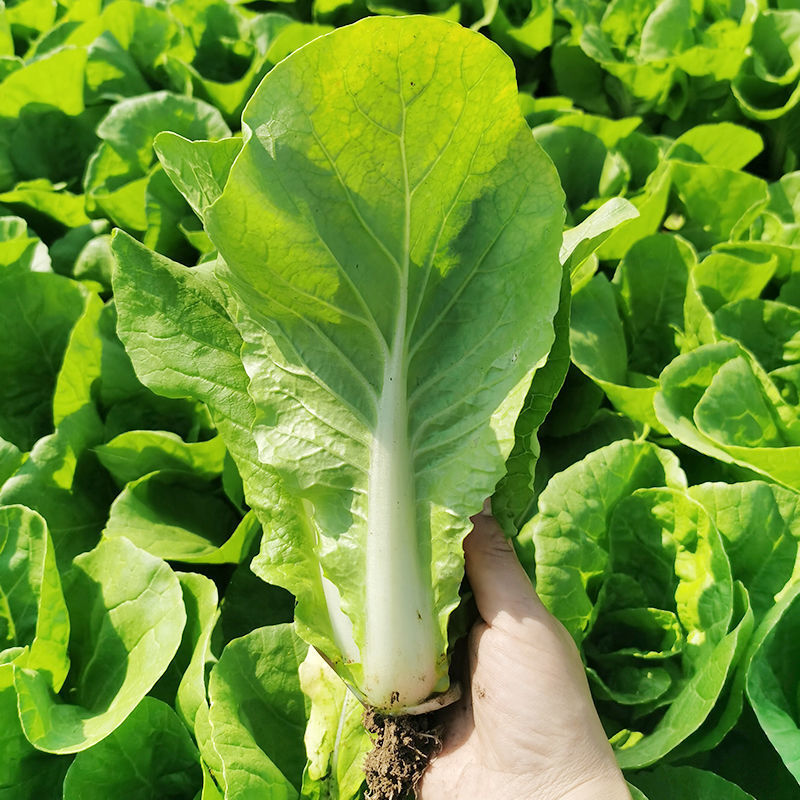 光速快菜种子速生小白菜四季播高产抗热耐寒叶片厚好吃蔬菜种