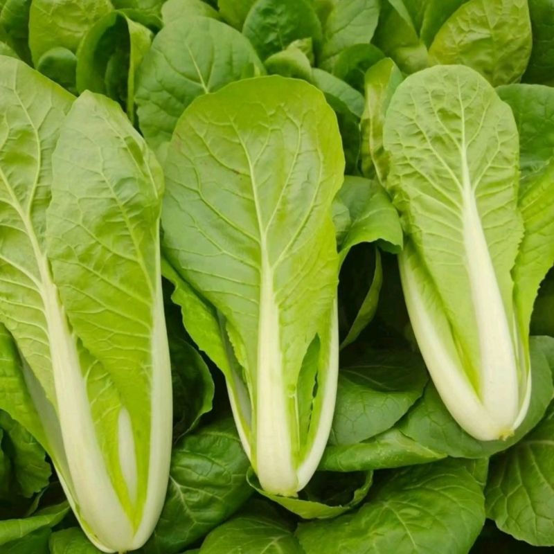 光速快菜种子速生小白菜四季播高产抗热耐寒叶片厚好吃蔬菜种