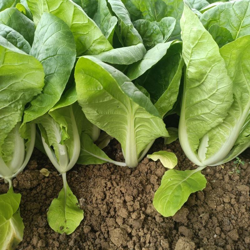 光速快菜种子速生小白菜四季播高产抗热耐寒叶片厚好吃蔬菜种