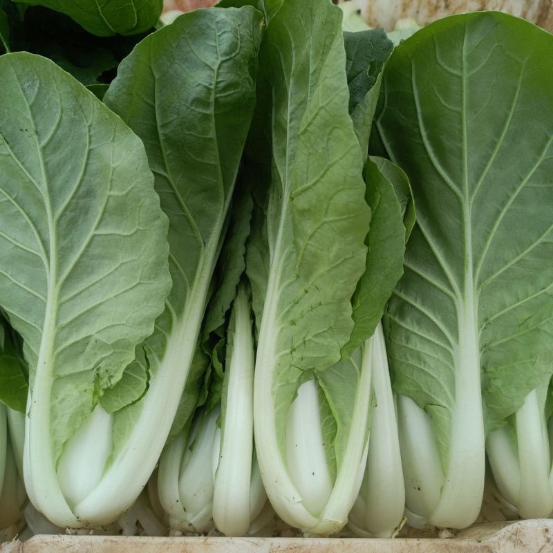 光速快菜种子速生小白菜四季播高产抗热耐寒叶片厚好吃蔬菜种