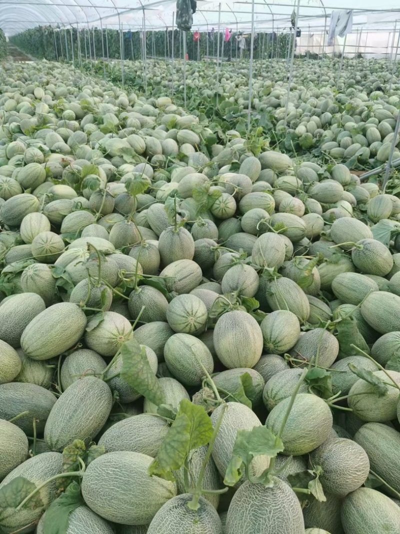 阎良西州蜜大量现货