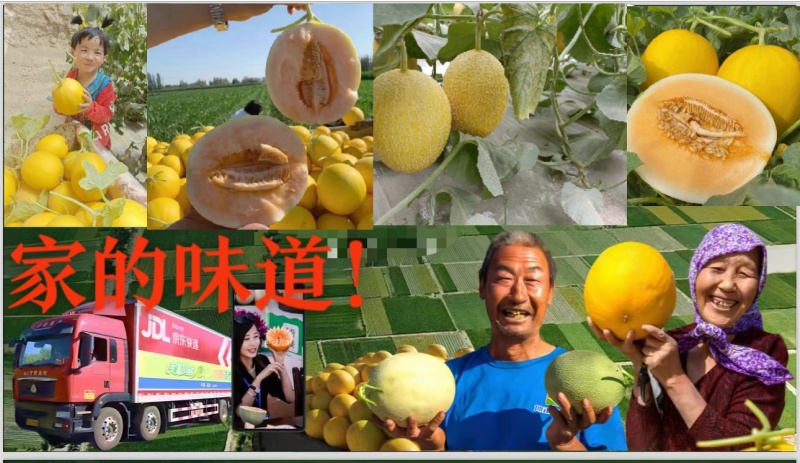 2024民勤金红宝蜜瓜上市，产地直发，量大从优！