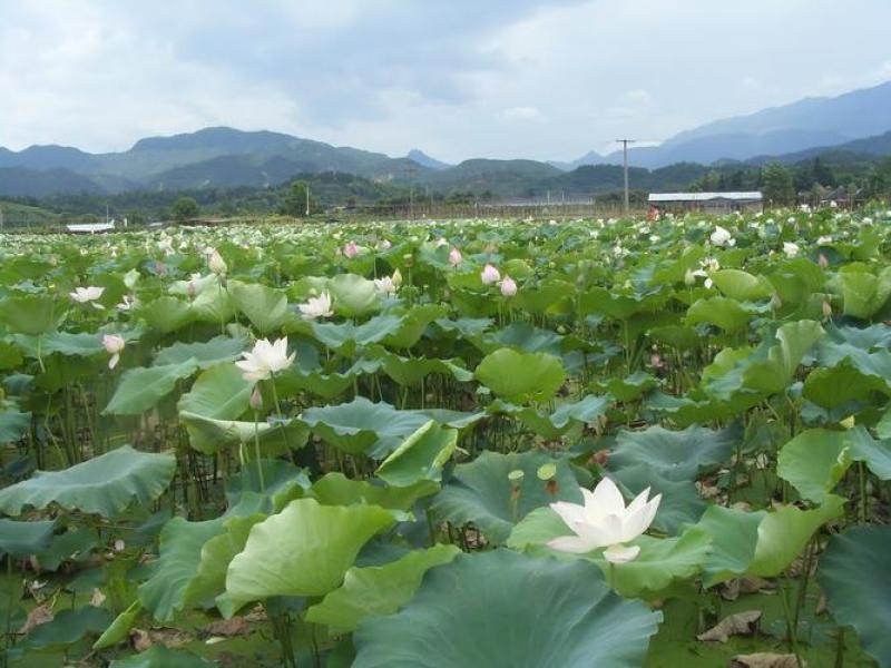 新鲜现摘水果莲蓬生吃