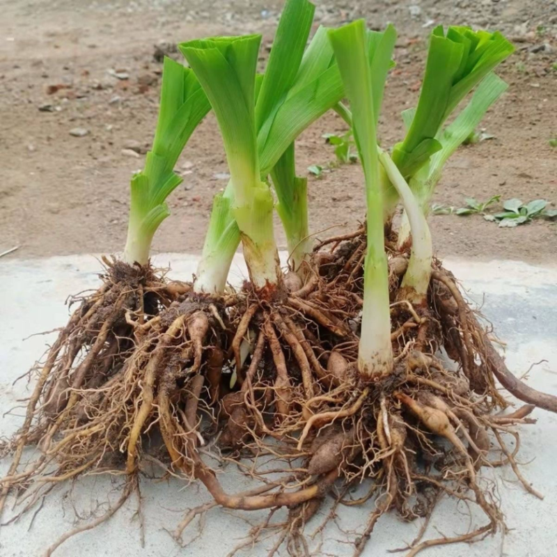 优质陕西大荔沙苑品种黄花菜根苗