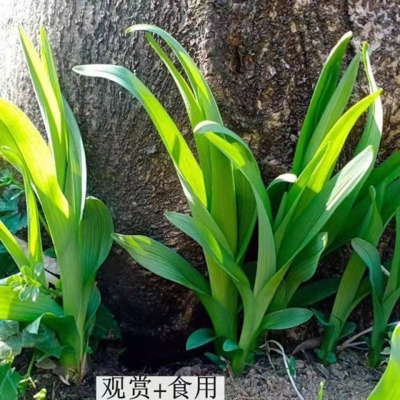 优质陕西大荔沙苑品种黄花菜根苗