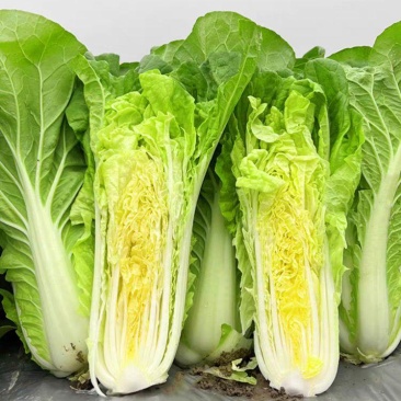 绿箭快菜种子小白菜籽四季播20天春夏秋冬季种青农家蔬菜种