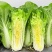 绿箭快菜种子小白菜籽四季播20天春夏秋冬季种青农家蔬菜种
