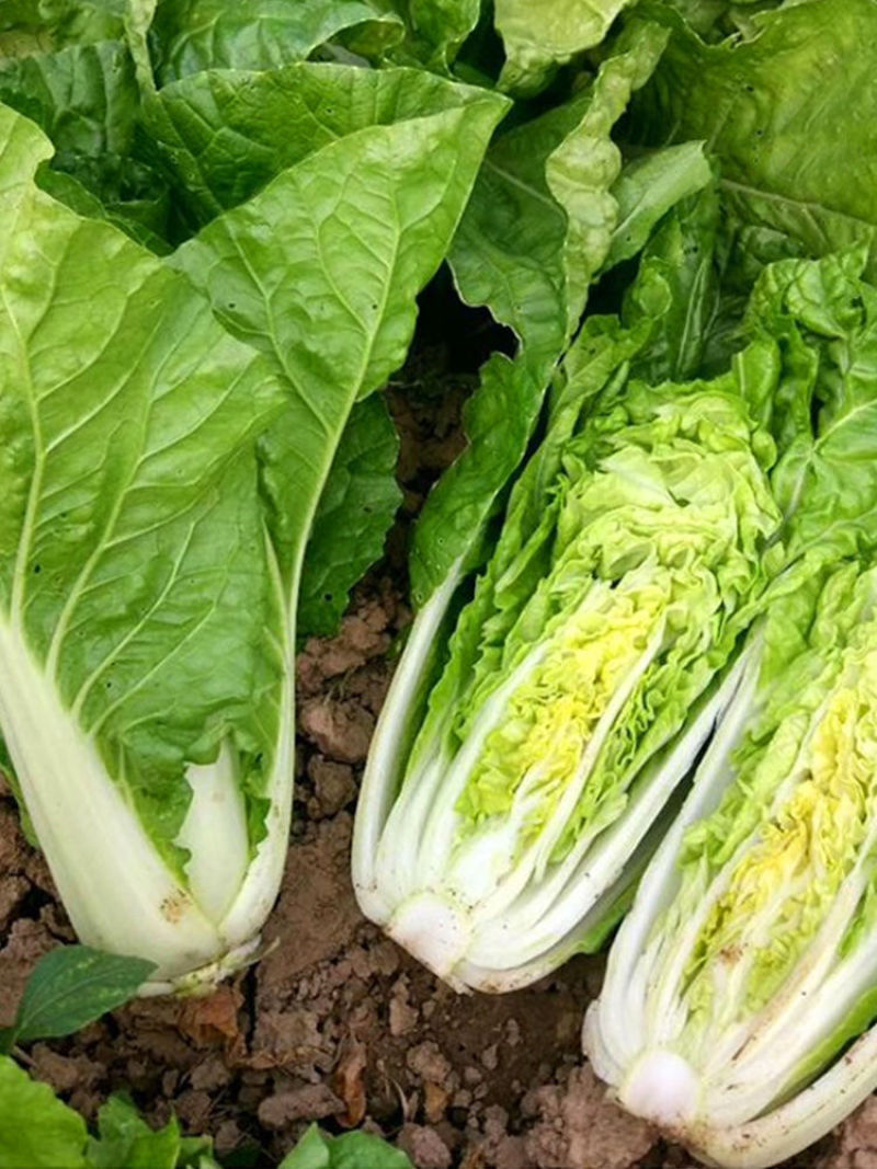 绿箭快菜种子小白菜籽四季播20天春夏秋冬季种青农家蔬菜种