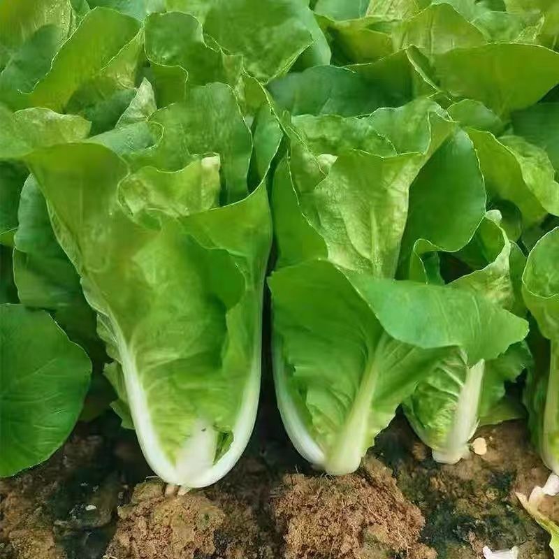 绿箭快菜种子小白菜籽四季播20天春夏秋冬季种青农家蔬菜种