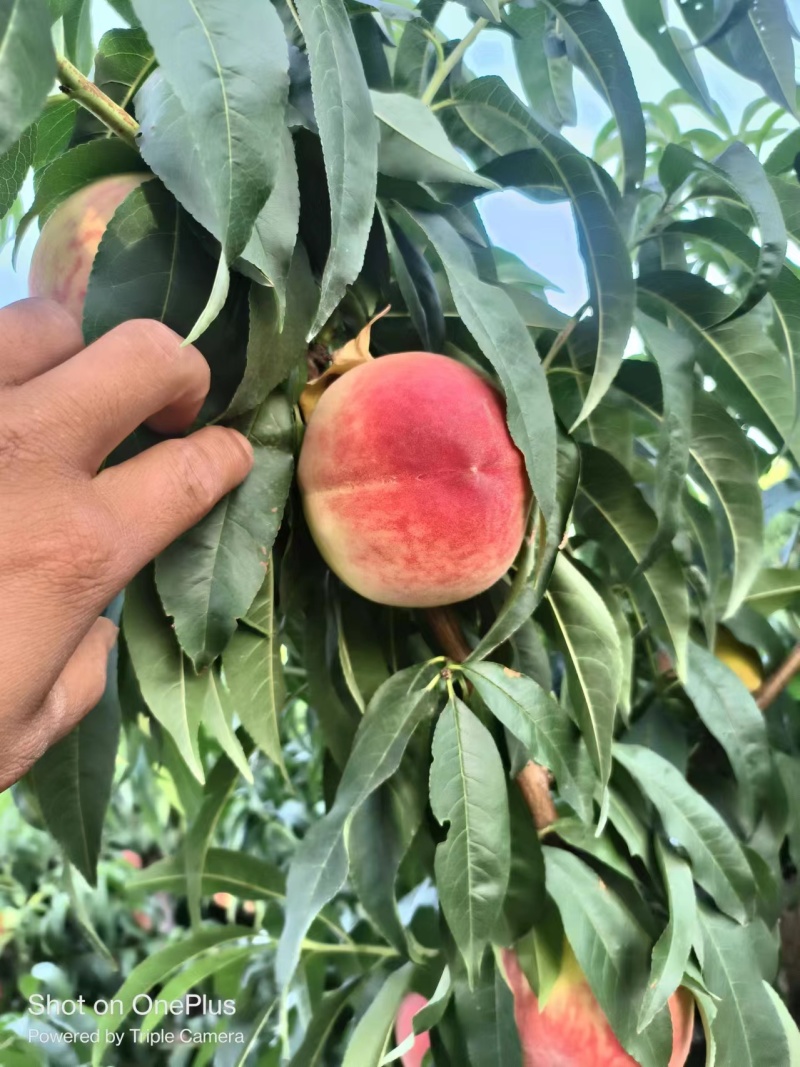 桃陕西毛桃大量供应规格齐全保质保量全国发货