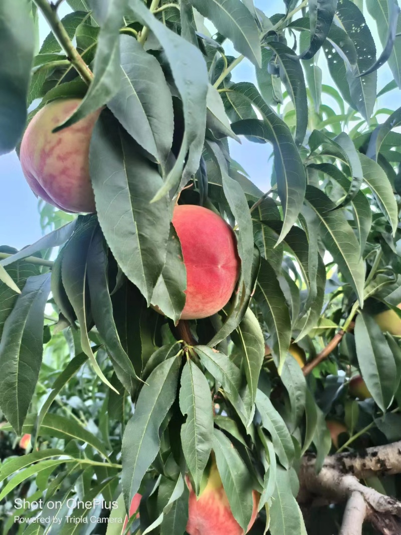 桃陕西毛桃大量供应规格齐全保质保量全国发货
