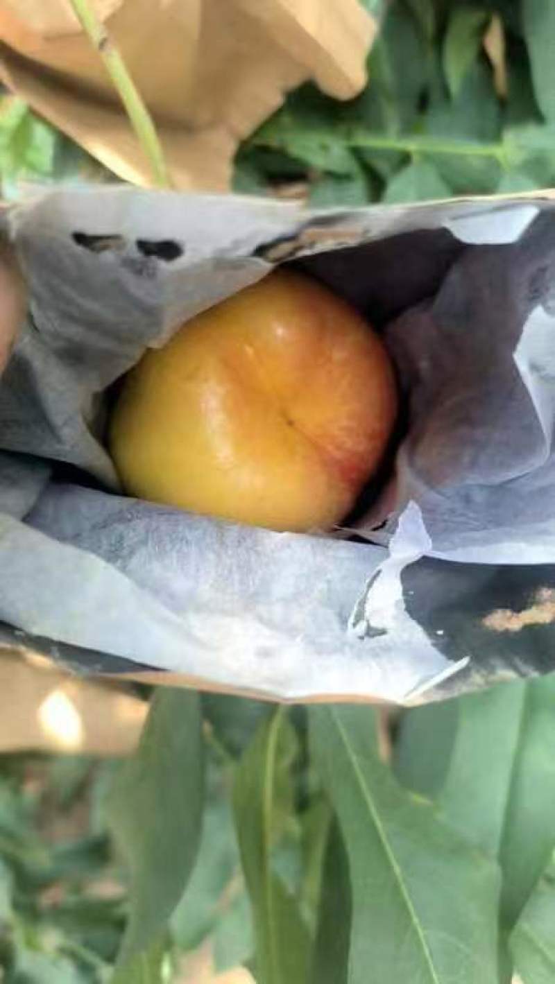 【推荐】精选蟠桃油蟠7桃产地直发一手货源量大优惠