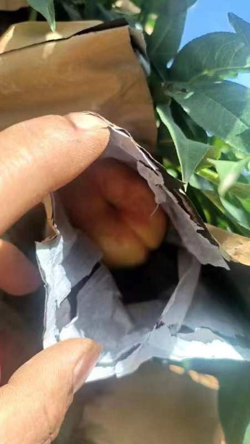 【推荐】精选蟠桃油蟠7桃产地直发一手货源量大优惠