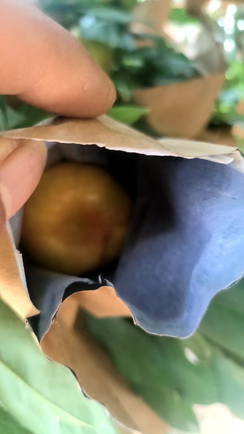 【推荐】精选蟠桃油蟠7桃产地直发一手货源量大优惠