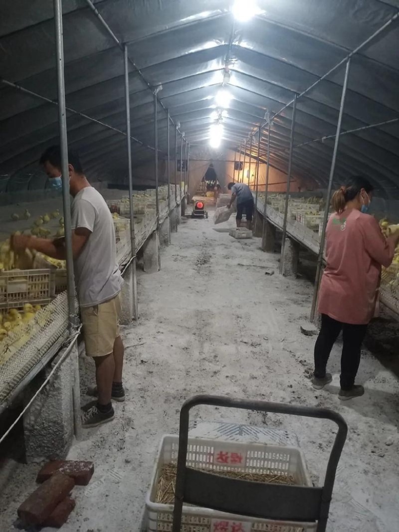 《精》三花鹅苗包防疫包运输包成活率货到满意付款诚信服务