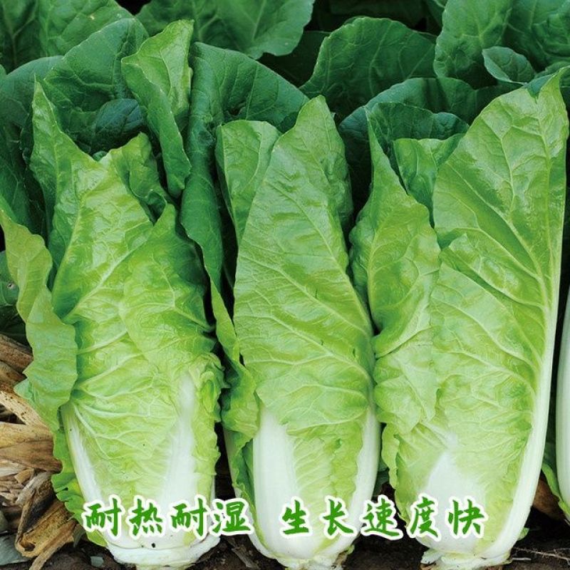 养生四季快菜种子小白菜种籽耐热耐湿抗病农家四季播种蔬菜种
