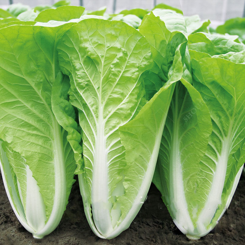 养生四季快菜种子小白菜种籽耐热耐湿抗病农家四季播种蔬菜种
