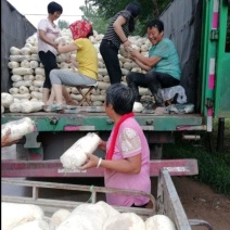 平菇菌棒产量高基地技术免费服务