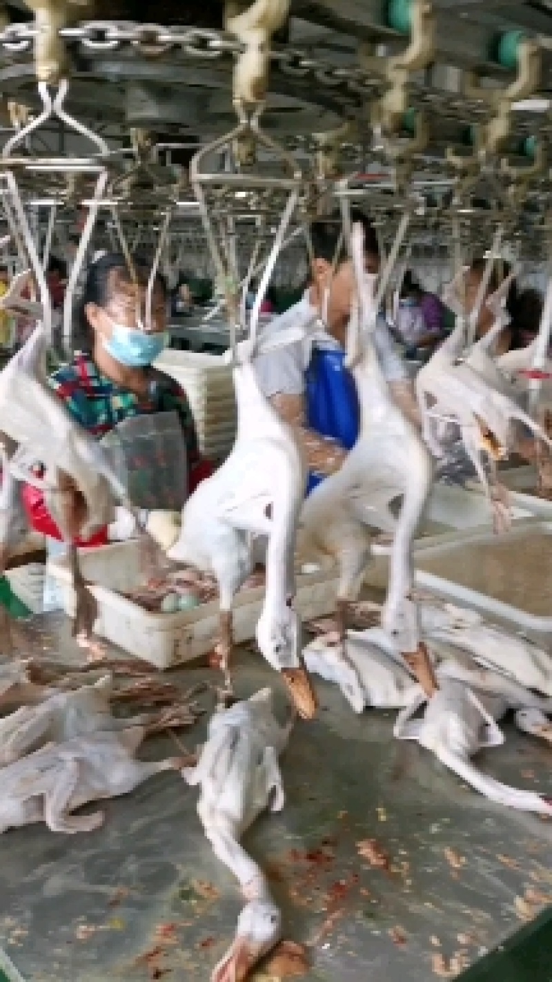 精选草麻鸭，仔麻鸭，花边鸭，小公鸭，长年供应，量大优惠