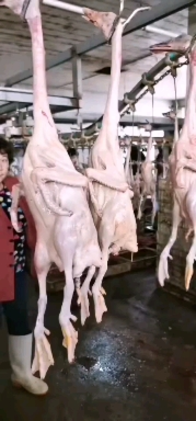 精选草麻鸭，仔麻鸭，花边鸭，小公鸭，长年供应，量大优惠