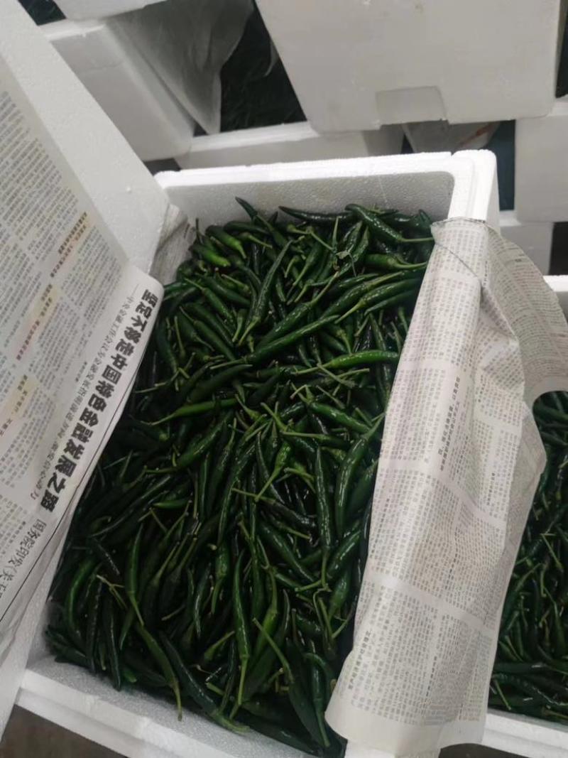 青小米大量有货价格美丽质量保证需要的老板看过来