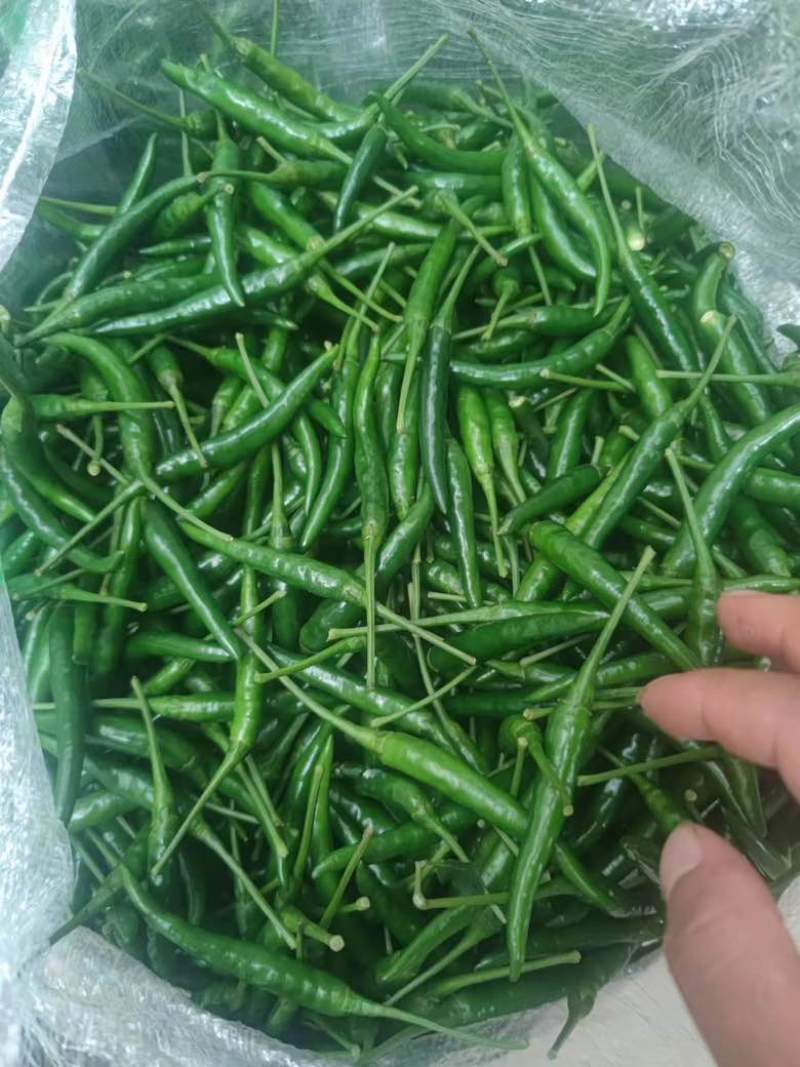 青小米大量有货价格美丽质量保证需要的老板看过来