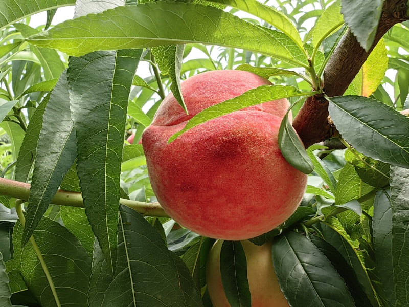 桃子(夏脆)