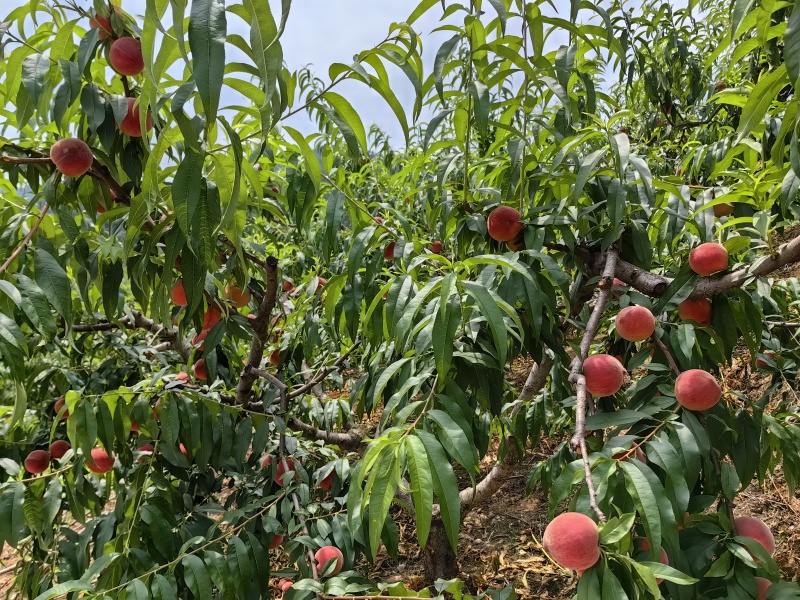 桃子(夏脆)