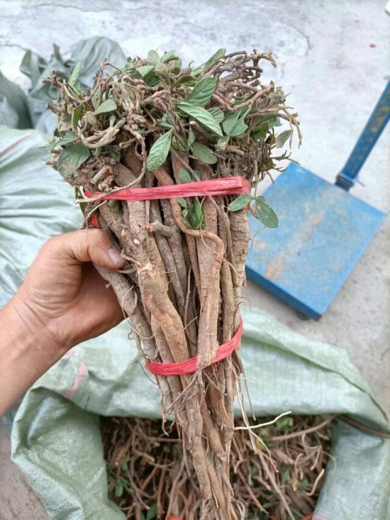 千斤拨，野生小叶千斤拨，大小通货20斤起批，包邮